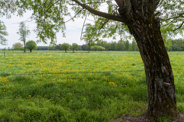 Wiosenny krajobraz Podlasia