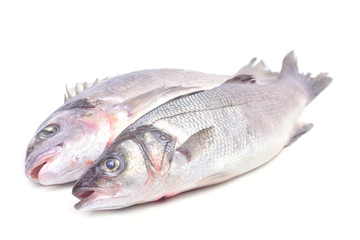  Fish seabass and dorado