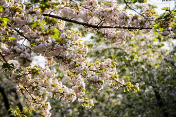 Scandinavian beautiful blooming cherry trees spring 2018