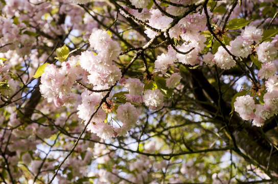 Scandinavian beautiful blooming cherry trees spring 2018