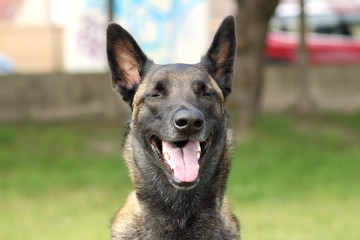 portrait d'un chien berger belge malinois attentif aux ordres au regard vif et joyeux