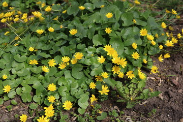 Spring chistyak, or Buttercup spring (Ficaria vеrna) - yellow flower, herbaceous plant

