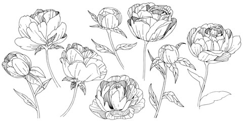 Wildflower peony flower in a vector style isolated. Full name of the plant: peony. Vector wildflower for background, texture, wrapper pattern, frame or border. © yanushkov
