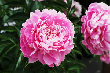 Fototapeta premium Peony