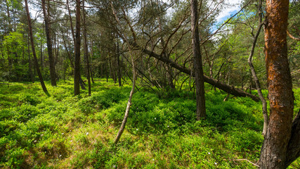 Forest in Bavaria in spring