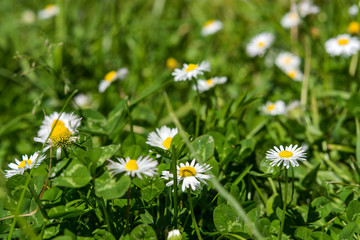 Daisies among green grass