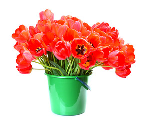 Flower tulip