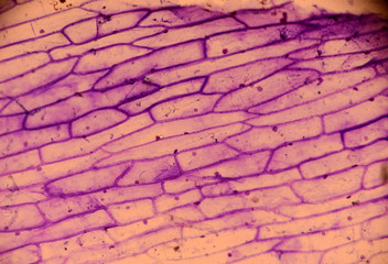 Microscopy of onion skin colored with methylene violet. The cell walls and cell nucleus can be seen.
