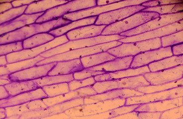 Microscopy of onion skin colored with methylene violet. The cell walls and cell nucleus can be seen.