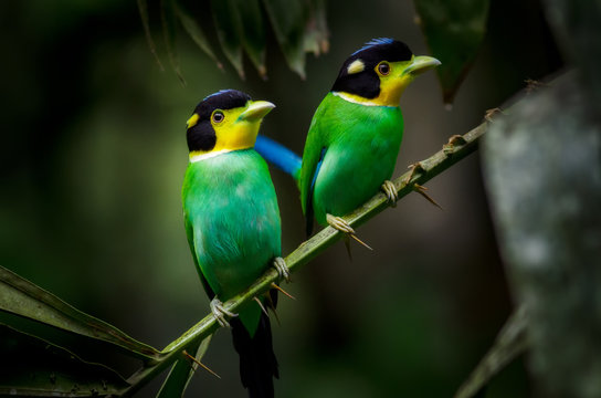 Broadbill Images – Browse 2,997 Stock Photos, Vectors, and Video | Adobe  Stock