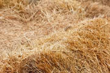 Bricks of fresh hay