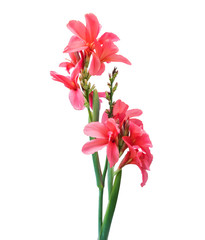 Pink canna lily flowers - obrazy, fototapety, plakaty