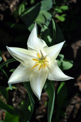 Fototapeta premium White tulip flower blooming and growing in gray ground blurry background with green leaves, vertical top view