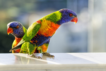 Two rainbow lorikeets (Trichoglossus moluccanus)  sitting in a window