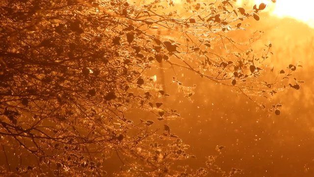 Bugs Fying Around With Trees On Brackground At Sunset