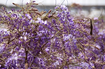 grappoli di fiori di glicine