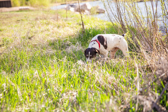 German Shorthaired Pointer Dog Near River