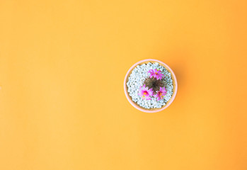 Cactus on yellow background.