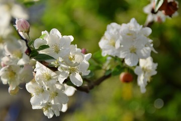 Obraz premium fiori bianchi di una pianta di mele