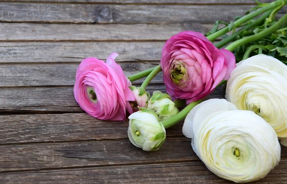 Fiori recisi di ranuncoli bianchi e rosa su tavolo di legno