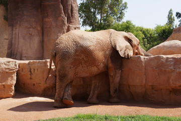Big adult elephant at the zoo in nature