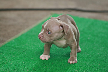 Blurred Brown and white American Bully puppy 1 month standing on grass