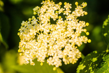 Elderflower or Sambucus nigra in full bloom in spring. 
