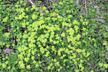 Spleen, alternate, ordinary (Chrysosplenium alternifolium) - perennial plant