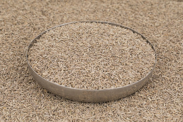 Pile of Dried Cumin Seeds Also Know as Caraway, jira or jeera Its seeds are used in the cuisines of many different cultures