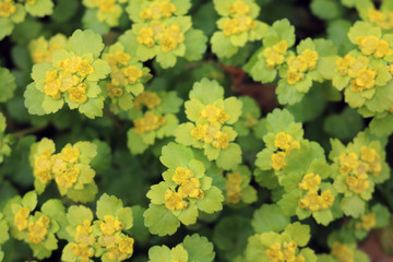 Spleen, alternate, ordinary (Chrysosplenium alternifolium) - perennial plant