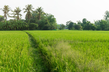 Fototapeta premium Rice field Organic farming of nature.