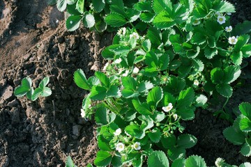Flowering and growth of artisanal strawberries in garden plant. Green leaves and flowers. Copy space. Concept of healthy food. Natural background