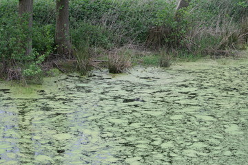 Teich mit kleier Wasserlinse (Entenflott