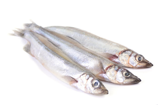 Fish capelin