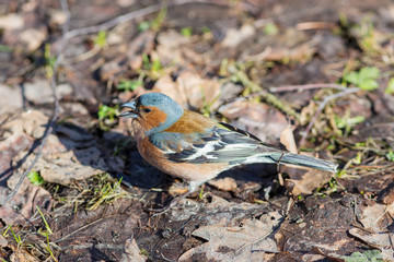 portrait of the chaffinch