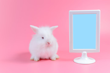 white rabbit sitting and white picture frame on pink background, with copy space for write text