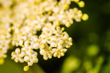 Elderflower or Sambucus nigra in full bloom in spring. 