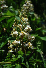 Chestnut tree white flowers and new green leaves, vertical organic background texture