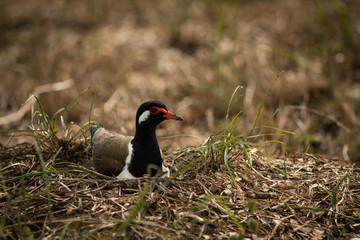 The Red-wattled Lapwing.