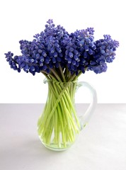 small posy of lila grape hyacinth muscari flowers