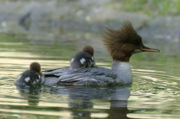 common merganser