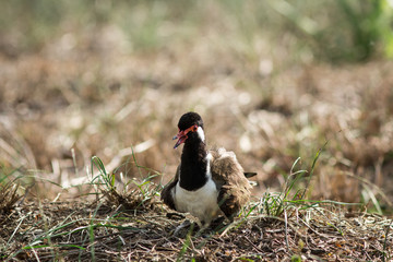 The Red-wattled Lapwing.