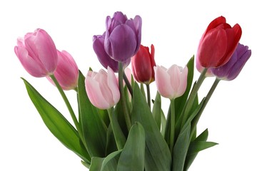 pretty tulips close up