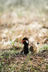 The Red-wattled Lapwing.