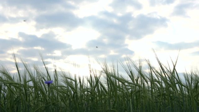 Getreidefeld mit gerste vor bew&ouml;lktem Abendhi,mmel, Landwirtschaft, 4K