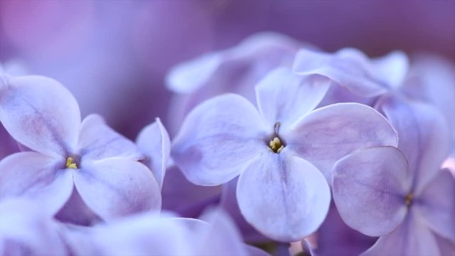 Lilac. Beautiful violet flower closeup. Spring lilac flowers blooming in a garden. 4K UHD video 3840X2160