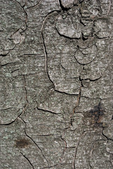 Old gray cracked chestnut tree trunk natural organic texture, close up detail