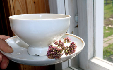 Tea made from dried oregano is a medicinal herb that has a pleasant aroma

