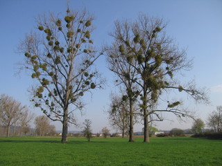 Misteln an kahlen Bäumen.