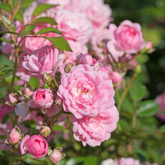 Rosa Buschrosen, Strauchrosen 